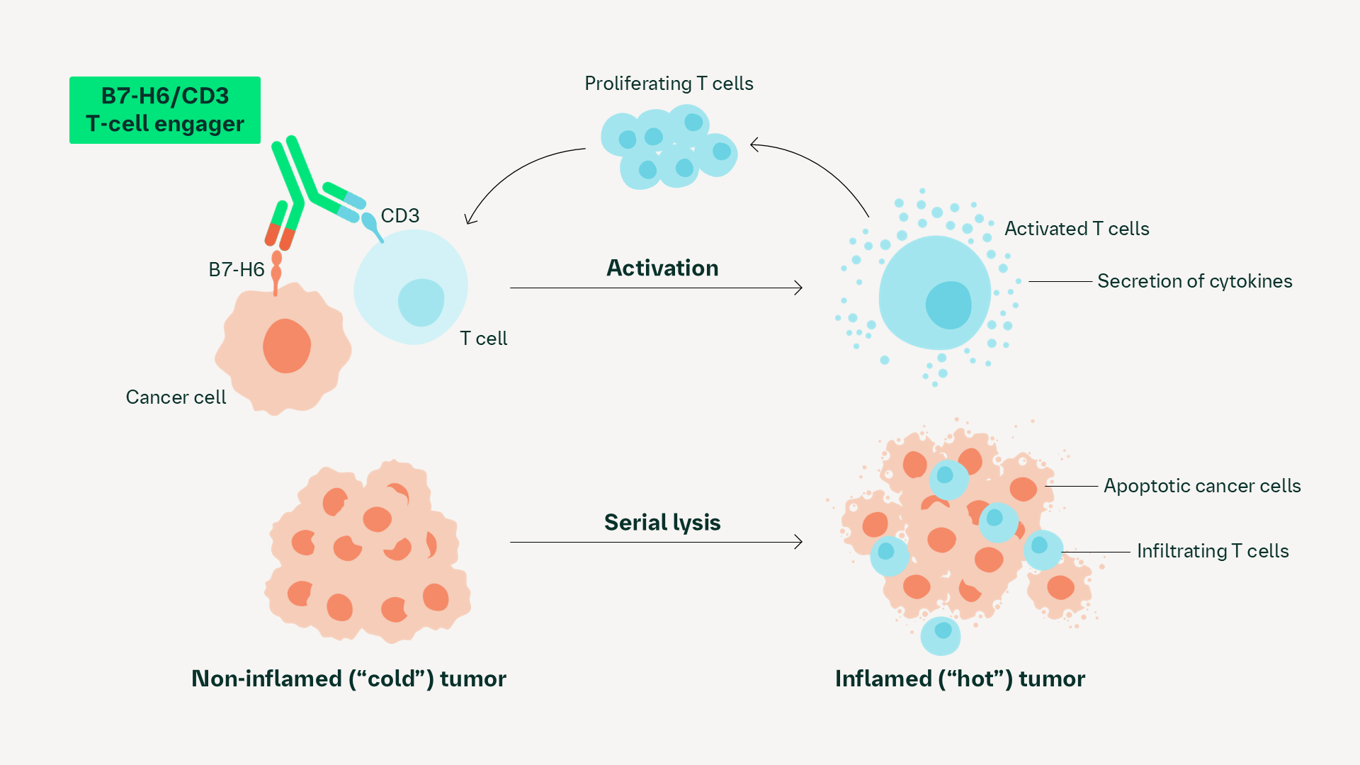 B7-H6/CD3 T-cell engager mechanism of action