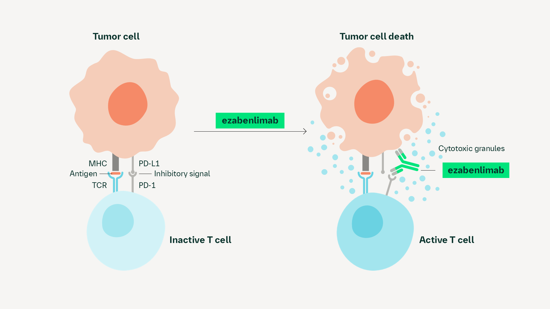 ezabenlimab mechanism of action