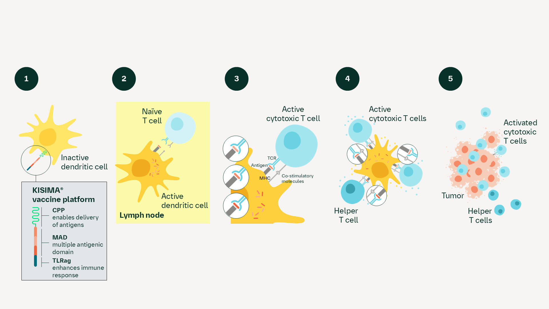 KISIMA® cancer vaccine (ATP128/VSV-GP128) mechanism of action