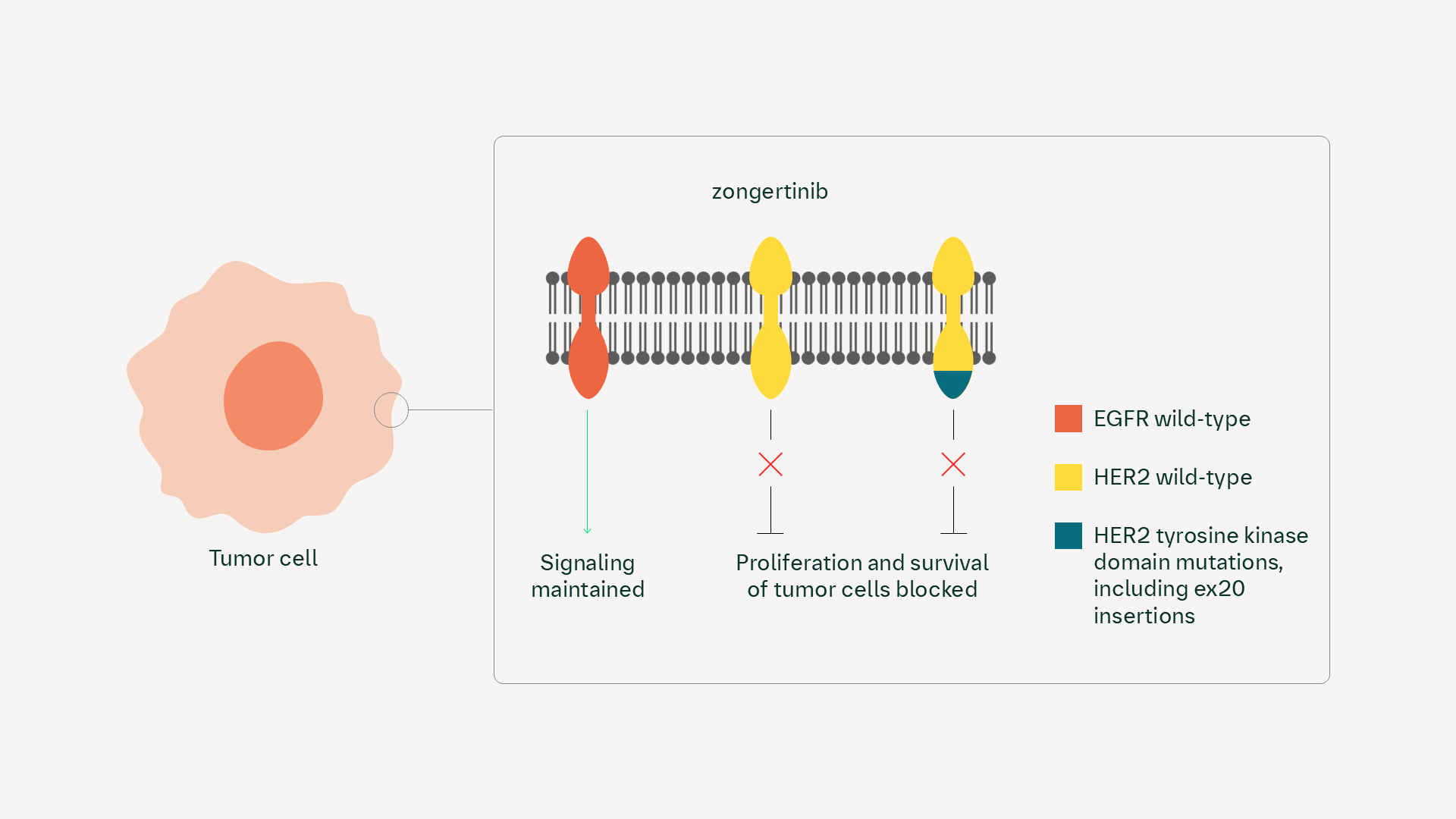 zongertinib mechanism of action