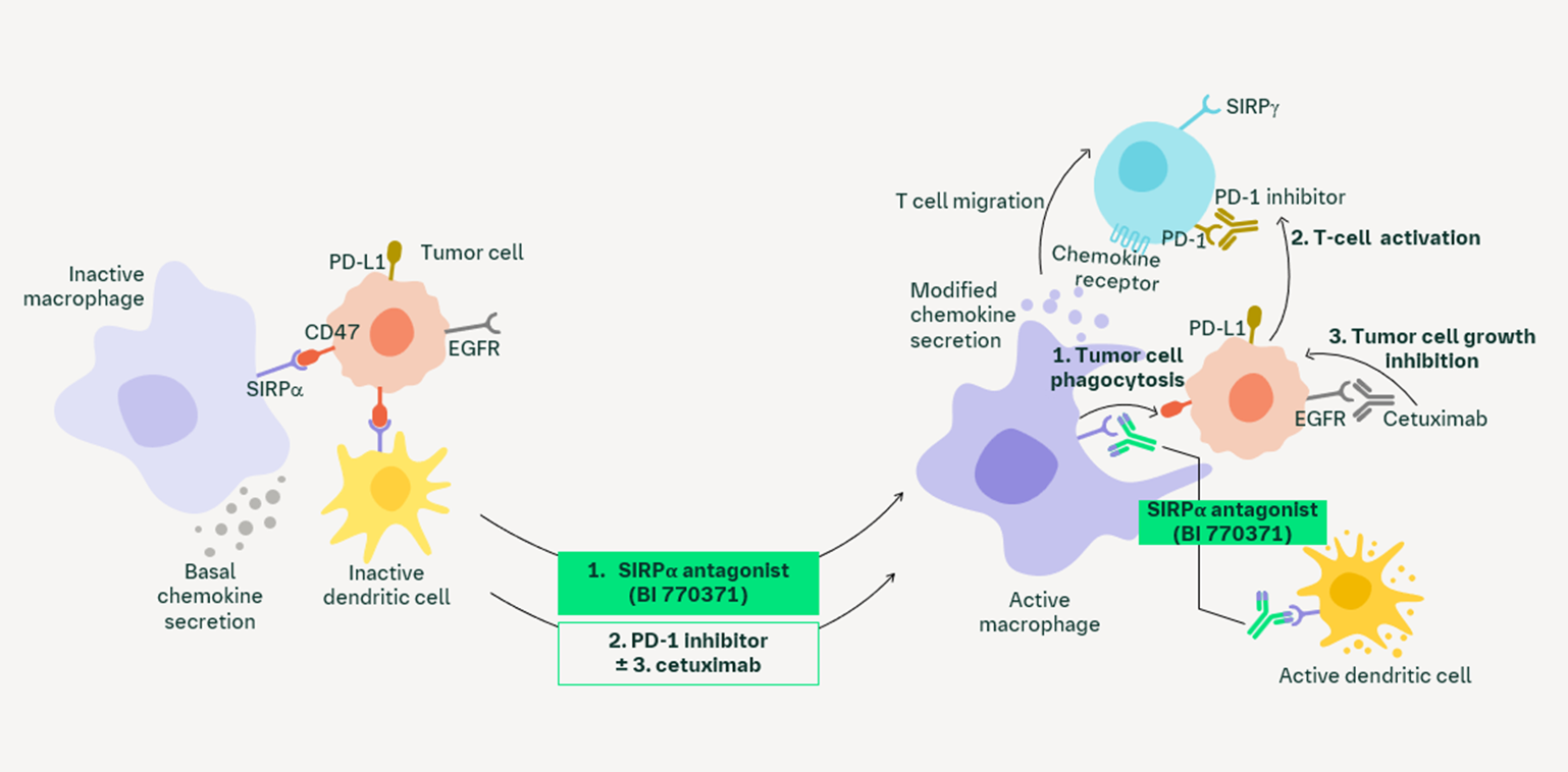 SIRPα antagonist mechanism of action
