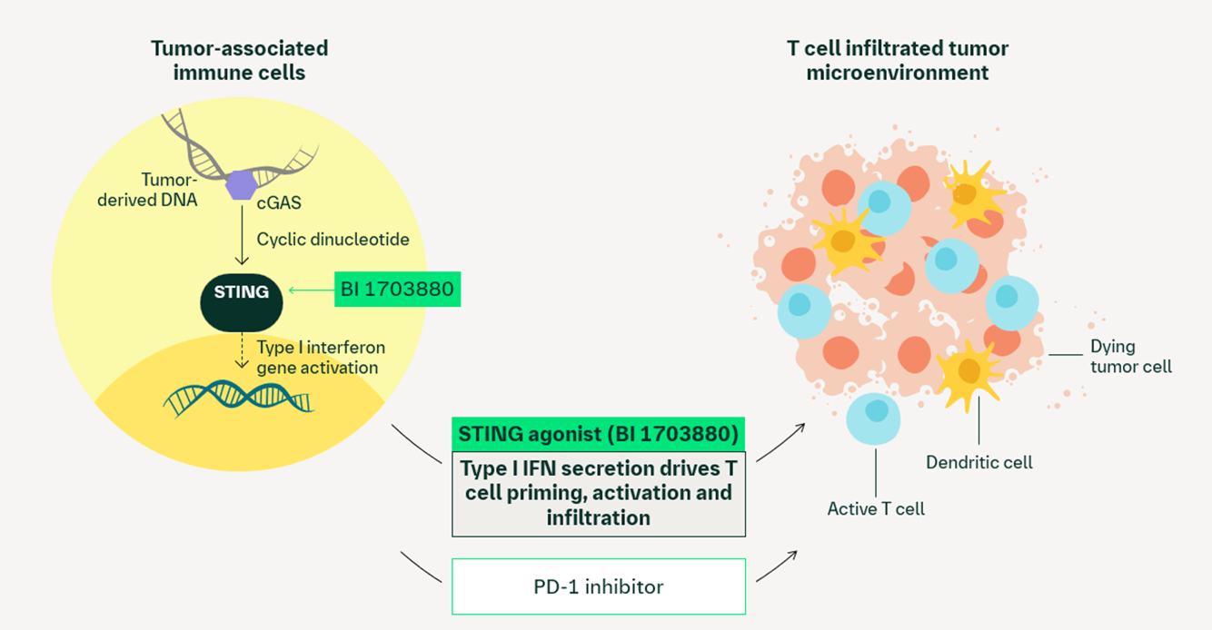 STING agonist (BI 1703880) mechanism of action