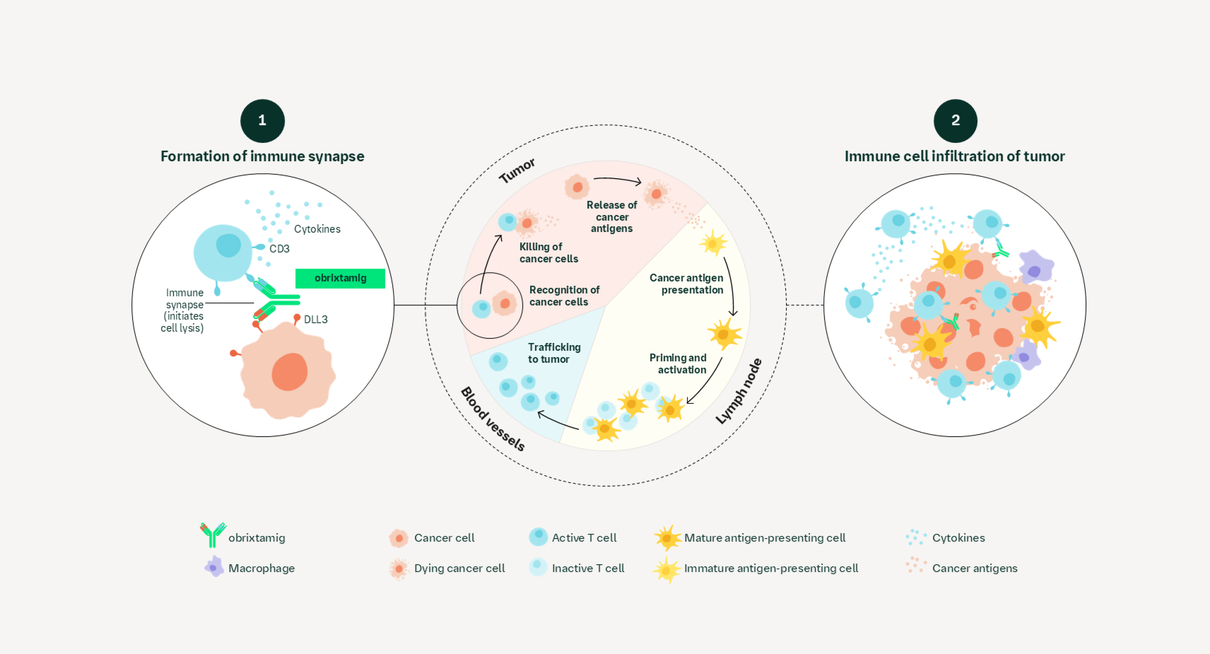 DLL3/CD3 T-cell engager mechanism of action
