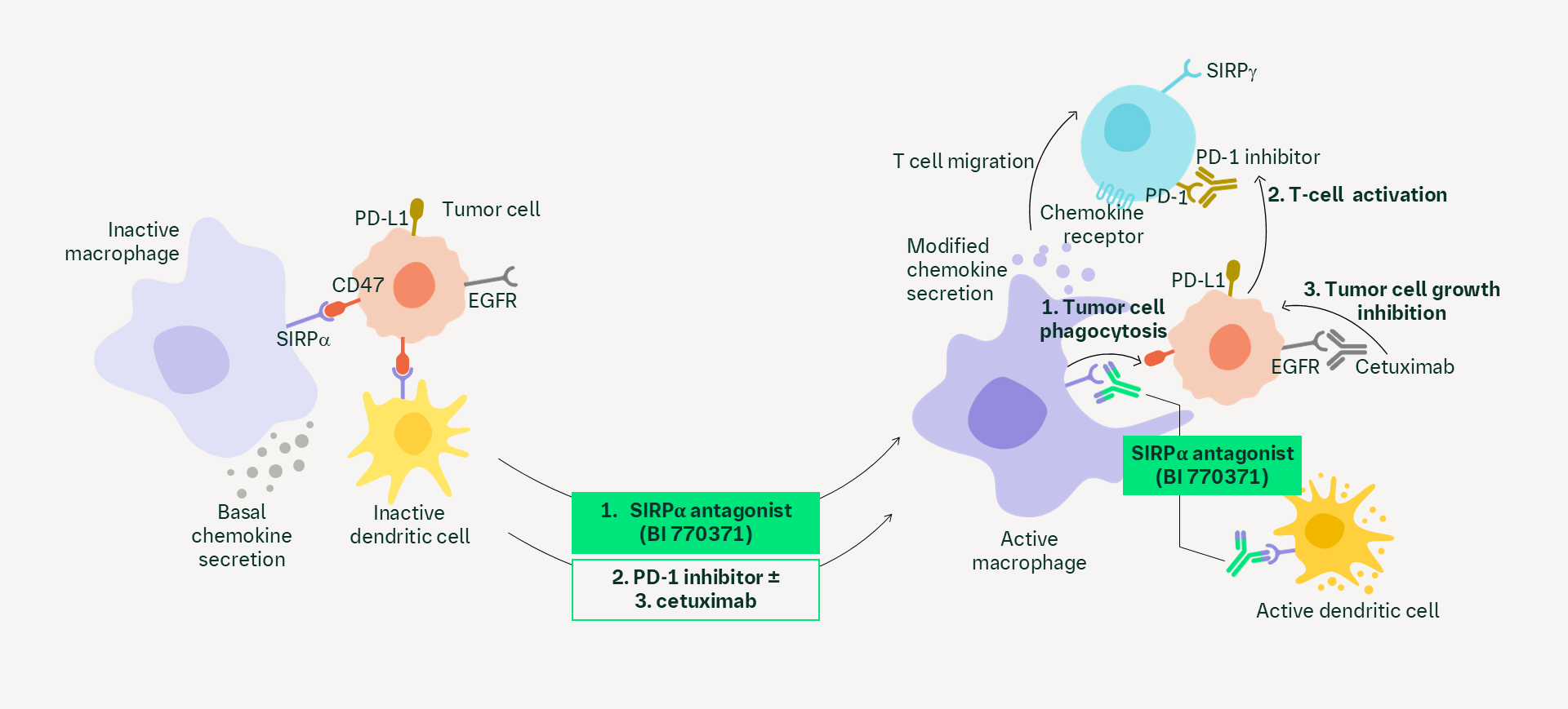 SIRPα antagonist mechanism of action
