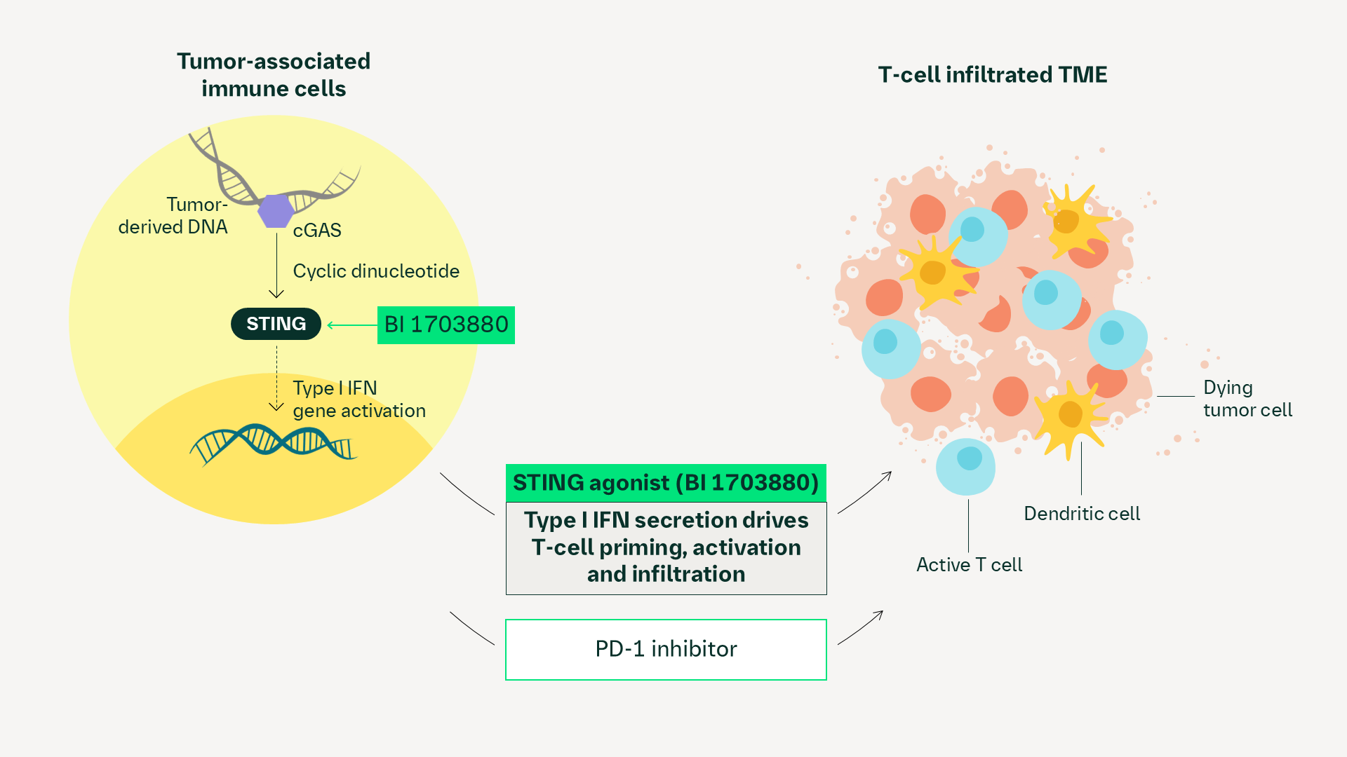 STING agonist (BI 1703880) mechanism of action