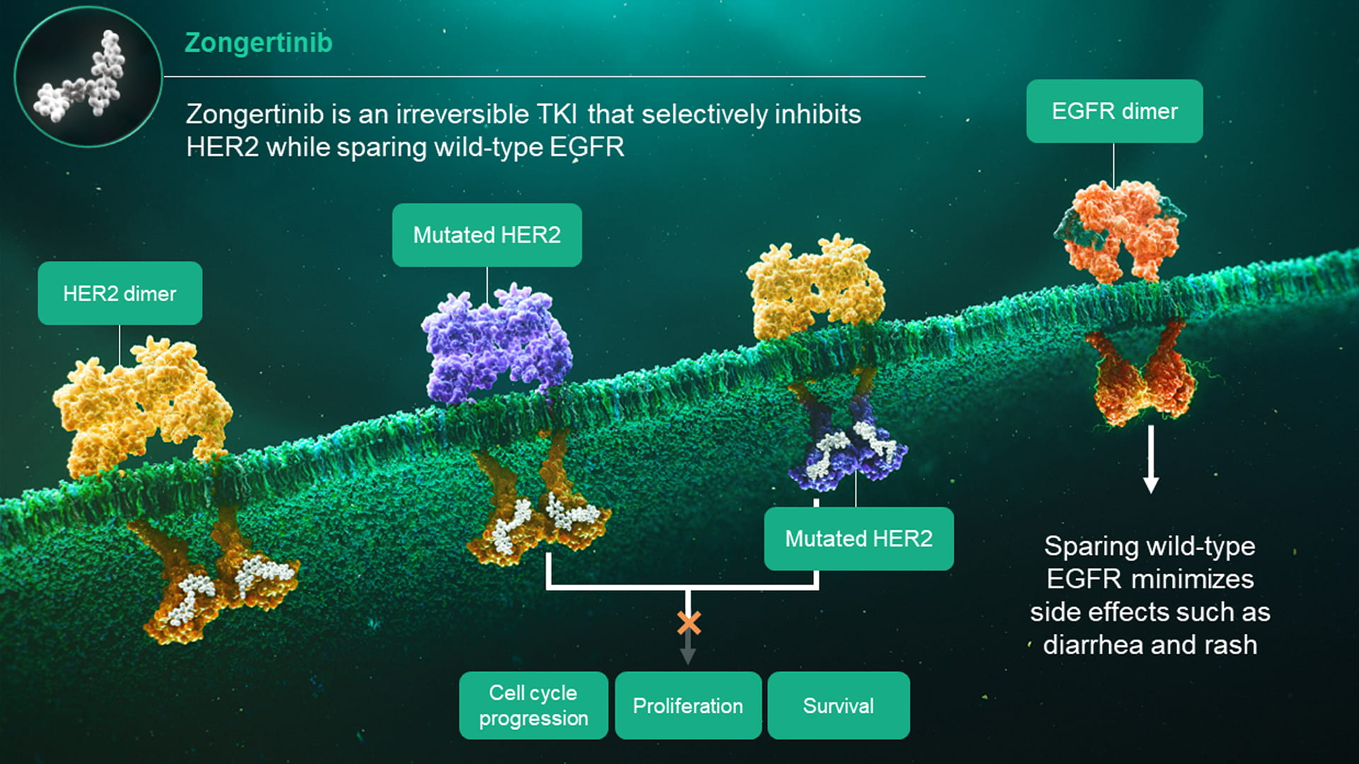 zongertinib mechanism of action