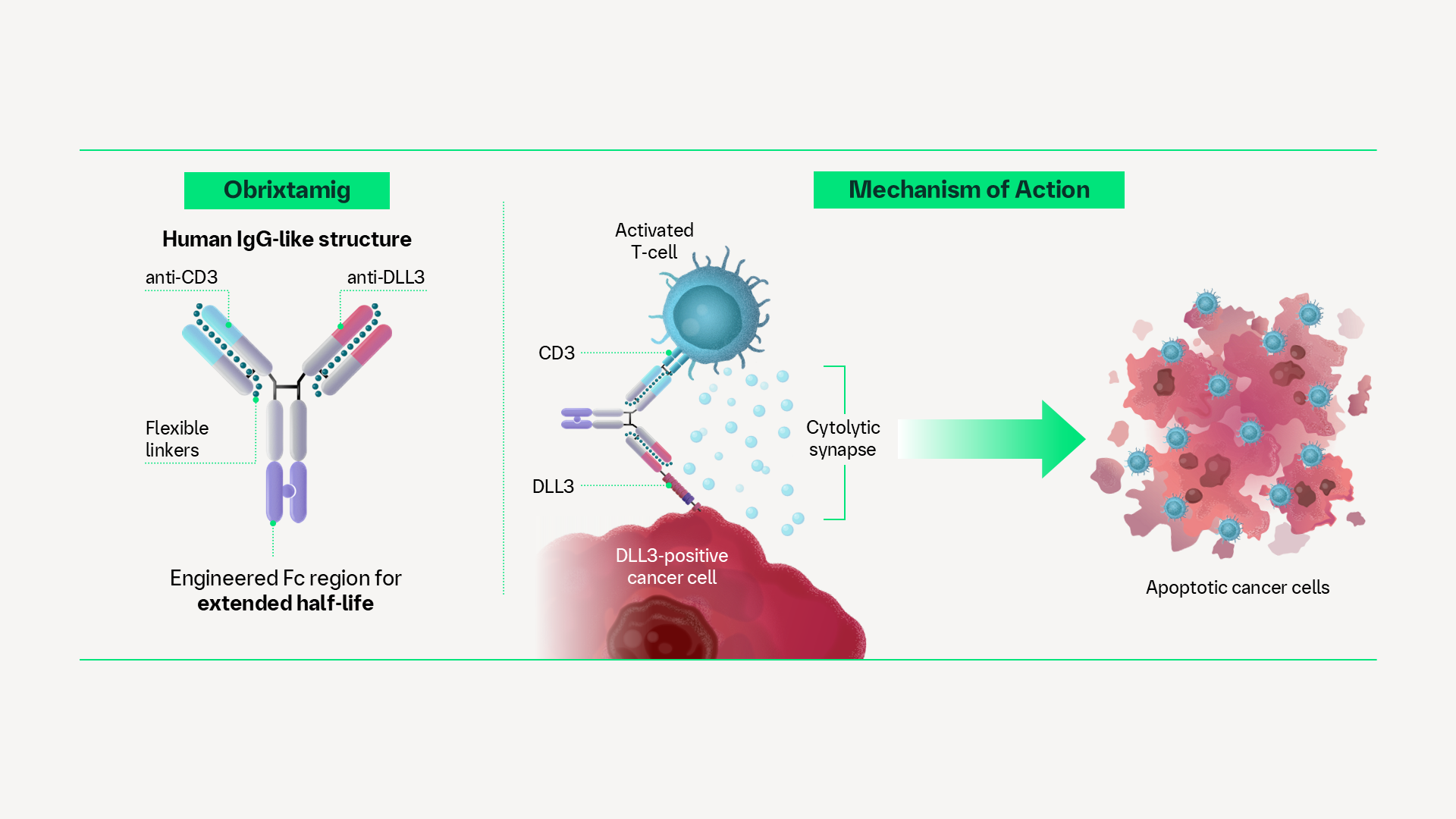 DLL3/CD3 T-cell engager mechanism of action