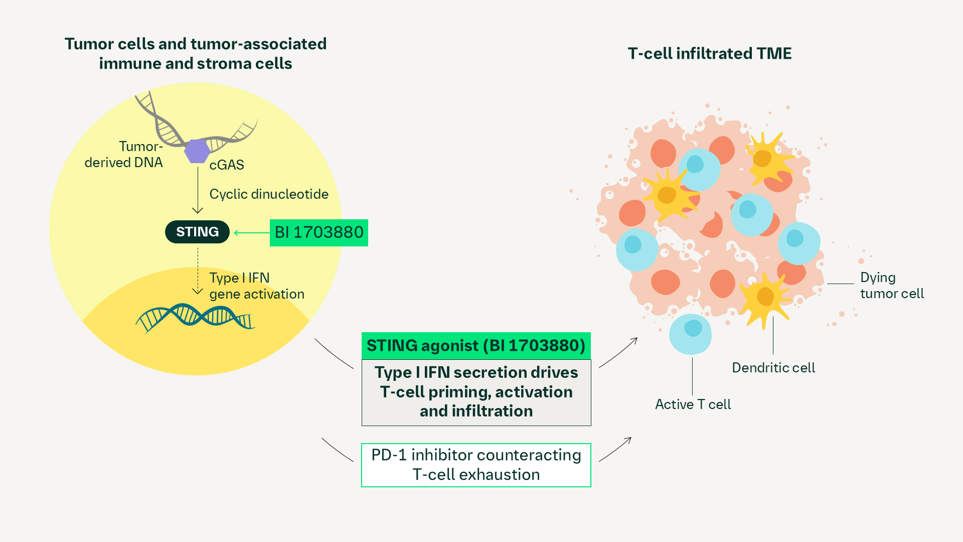 STING agonist (BI 1703880) mechanism of action