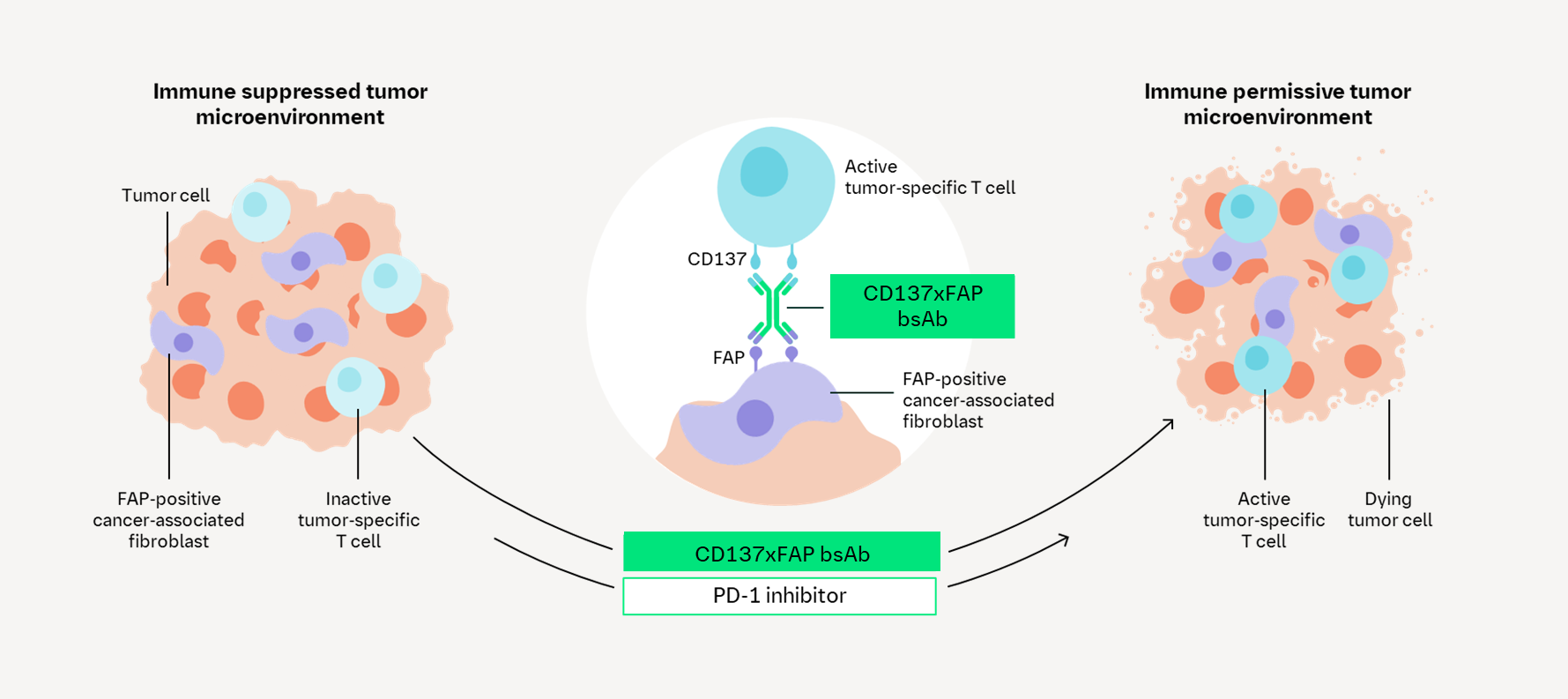 CD137 FAP MoA