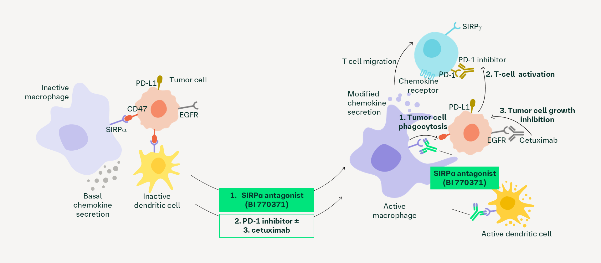 SIRPα antagonist mechanism of action