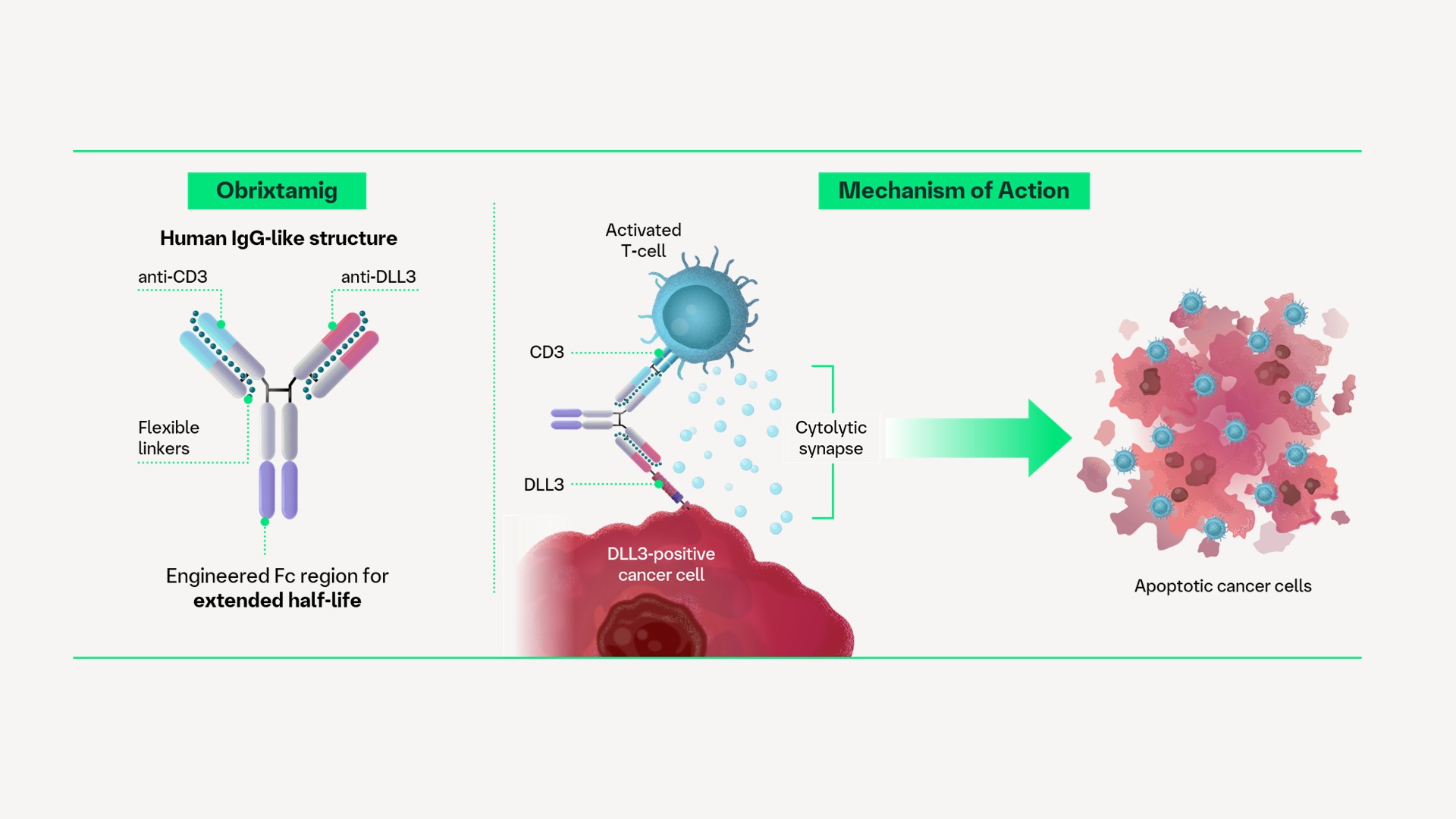 DLL3/CD3 T-cell engager mechanism of action