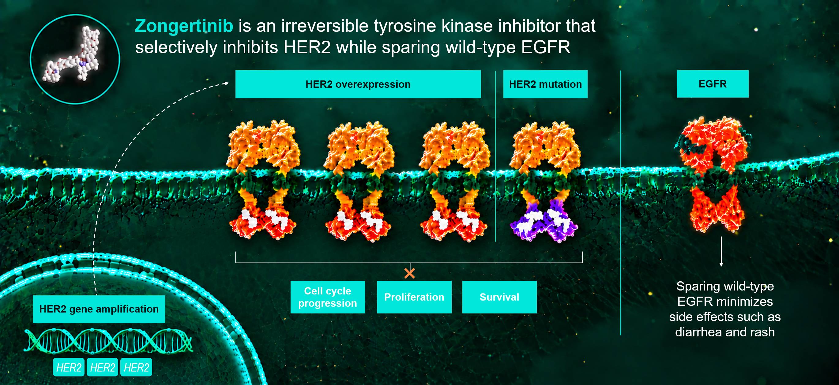 zongertinib mechanism of action